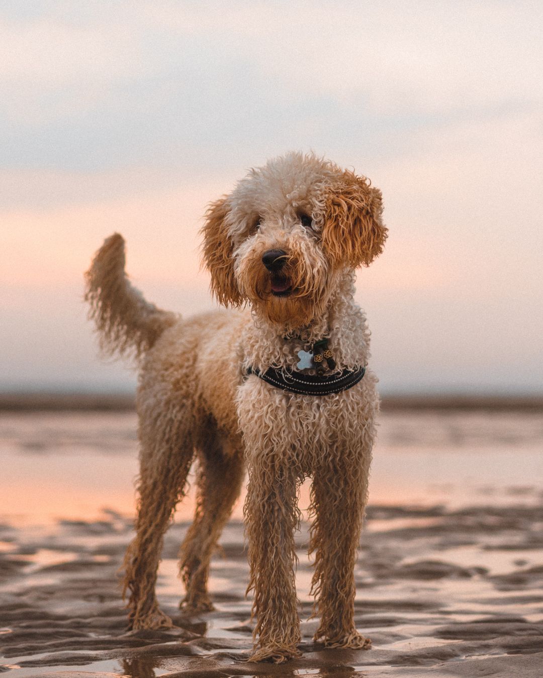 Pet-Friendly Charlotte County