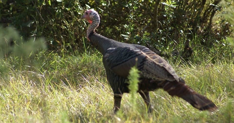 Babcock Ranch Eco Tours