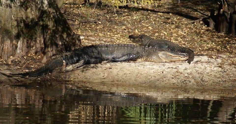Babcock Ranch Eco Tours