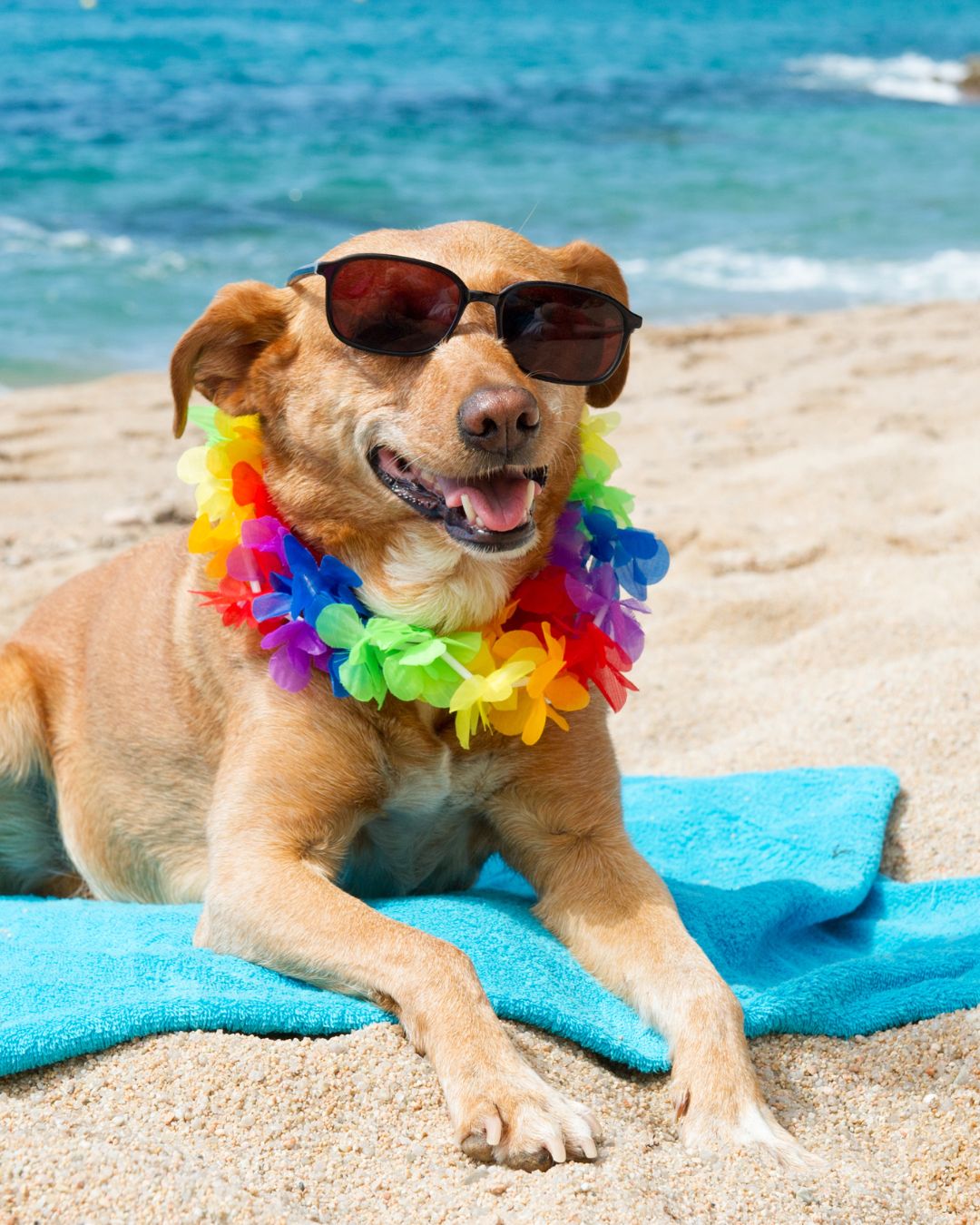 Pet-Friendly Charlotte County