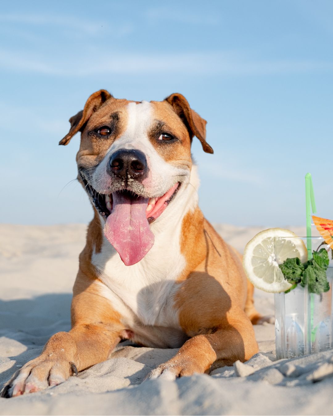 Pet-Friendly Charlotte County