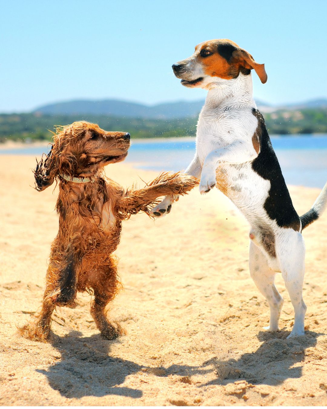 Pet-Friendly Charlotte County